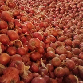 Onion