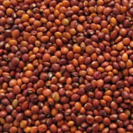 Pigeon Pea